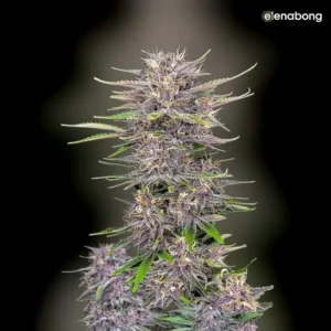 Auto Banana Purple Punch FastBuds — фото 1