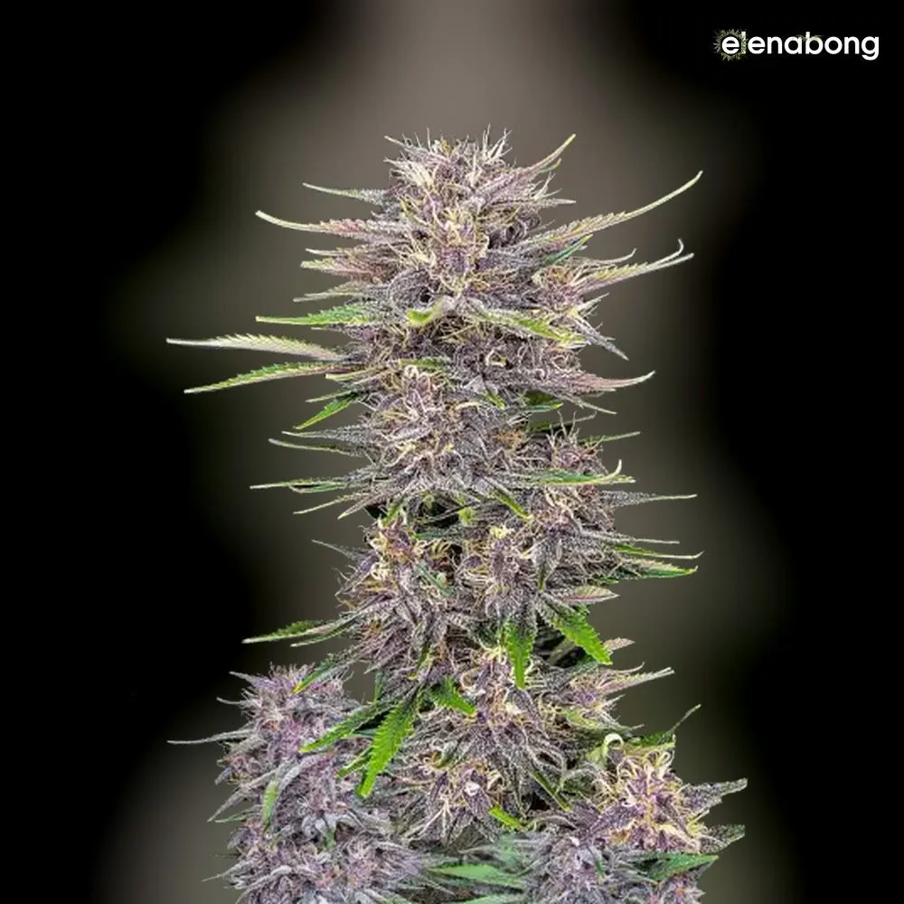 Auto Banana Purple Punch FastBuds — фото 1