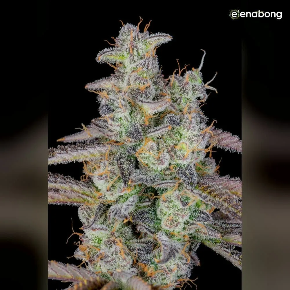 Auto Banana Purple Punch FastBuds — фото 9