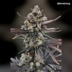 Auto Banana Purple Punch RF3 FastBuds — фото 1