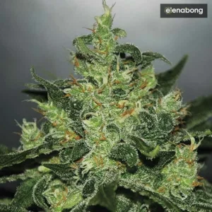 Auto Critical Jack Herer Delicious Seeds — фото 1