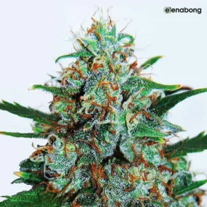 Auto Critical Neville Haze Delicious Seeds — фото 1