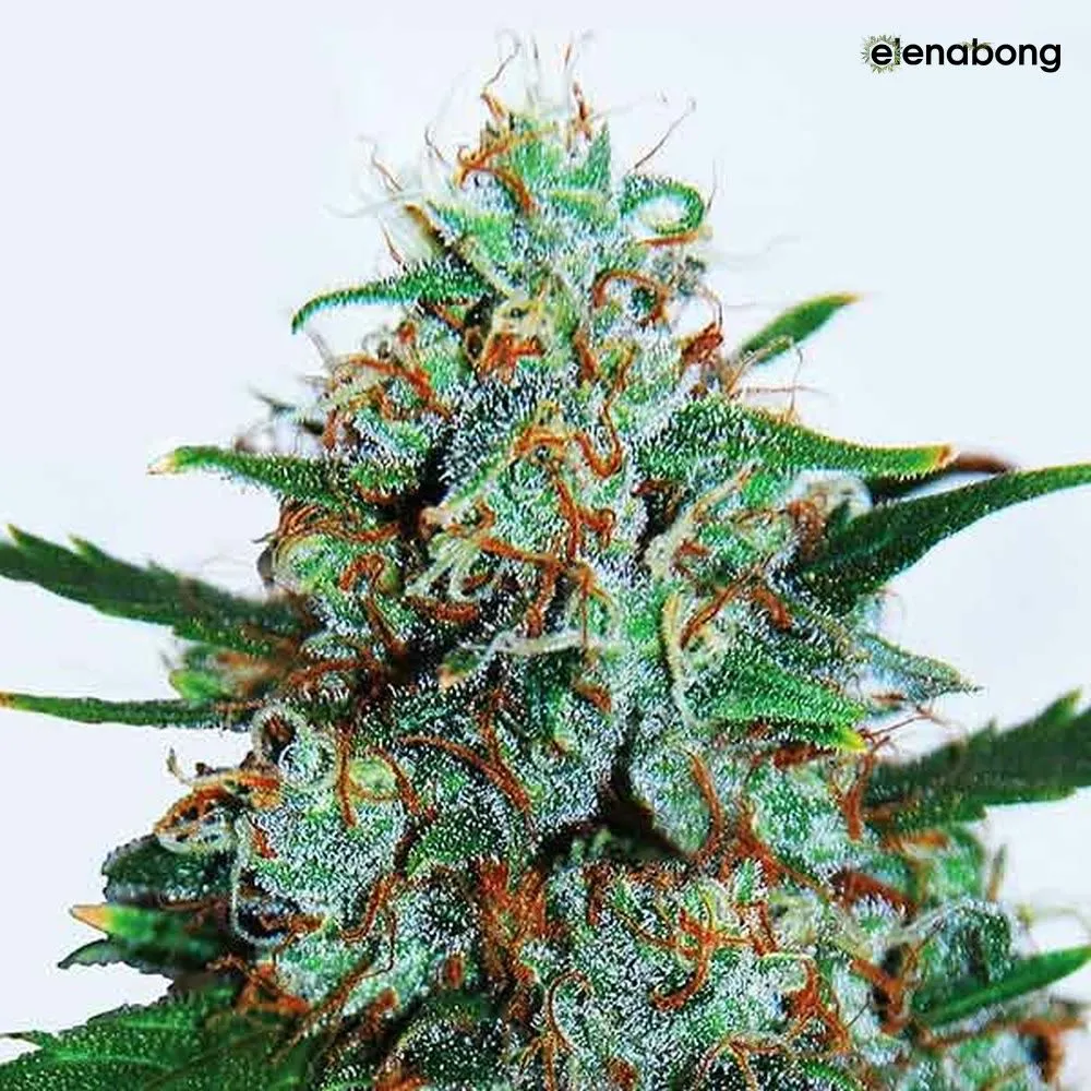 Auto Critical Neville Haze Delicious Seeds — фото 1