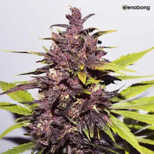 Auto Dark Purple Delicious Seeds — фото 1