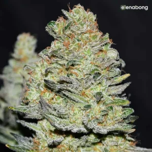 Auto Delicious Cookies Delicious Seeds — фото 1