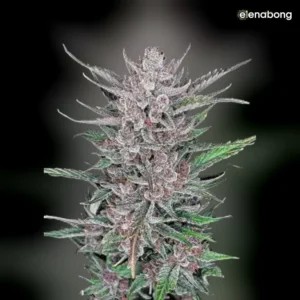 Auto Gorilla Punch FastBuds — фото 1