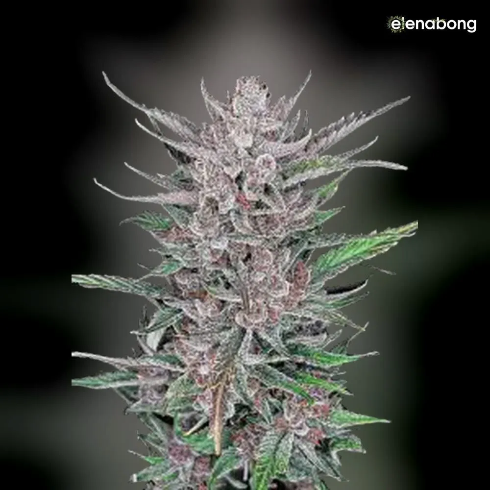 Auto Gorilla Punch FastBuds — фото 1