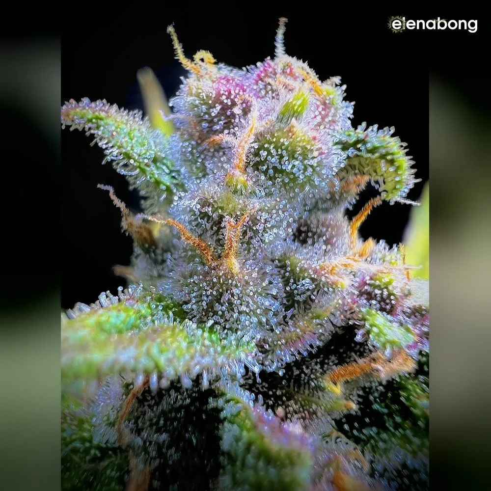 Auto Gorilla Punch FastBuds — фото 10