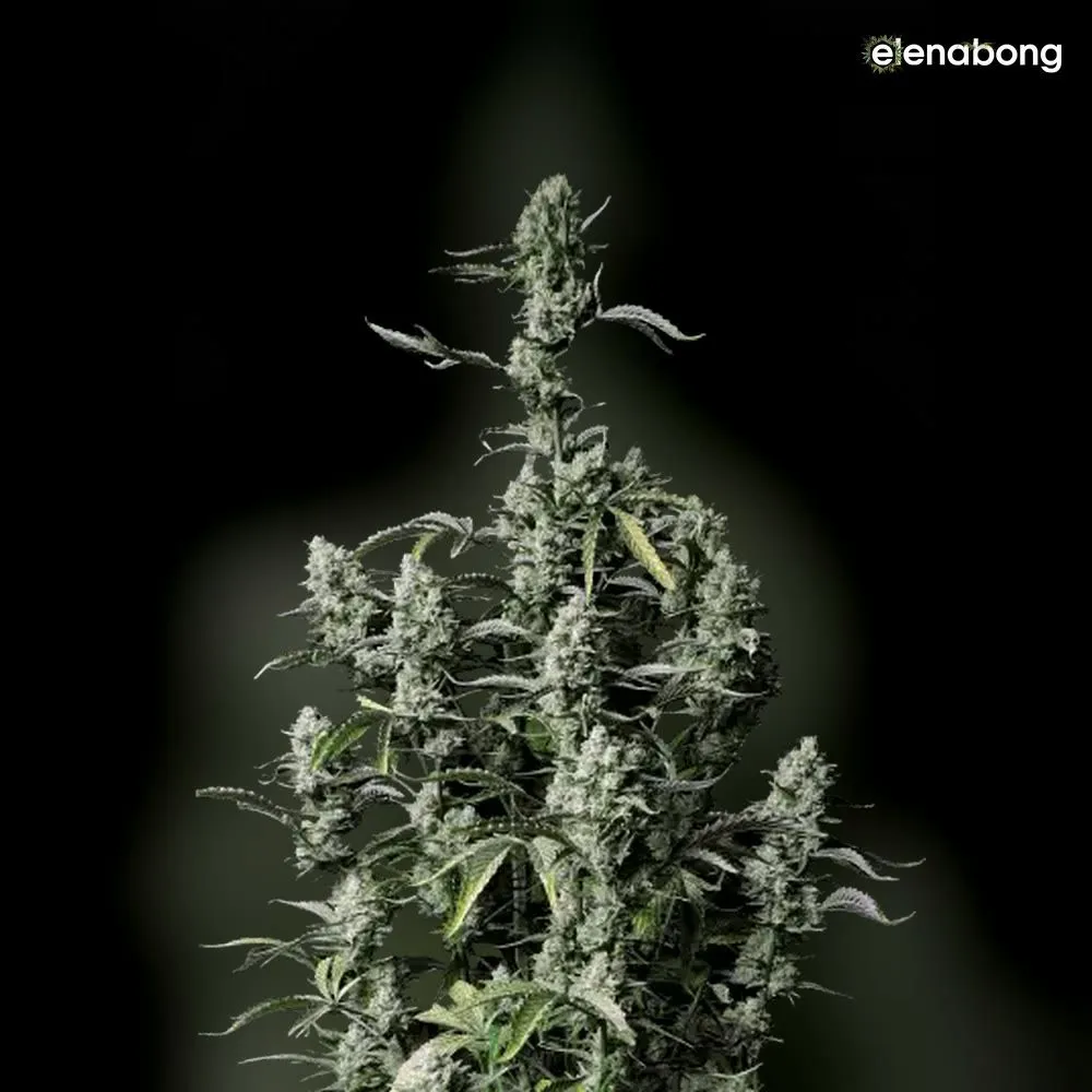 Auto Gorilla Zkittles FastBuds — фото 1