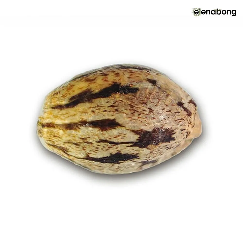 Auto Il Diavolo Delicious Seeds — фото 3