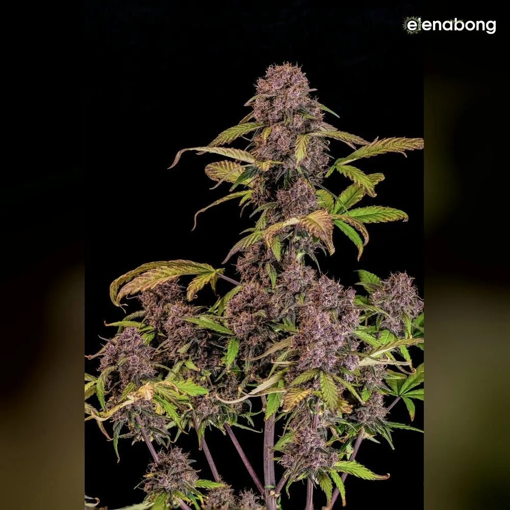 Auto Lemon Cherry Cookies FastBuds — фото 1