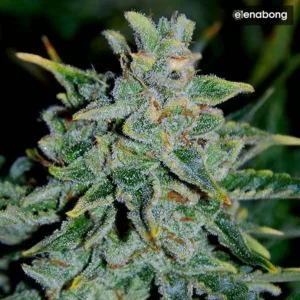 Auto Northern Light Blue Delicious Seeds — фото 1