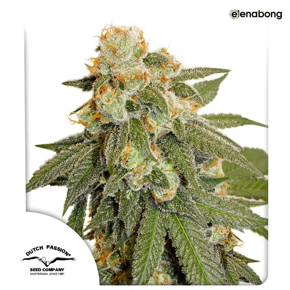 Auto Orange Bud Dutch Passion — фото 1