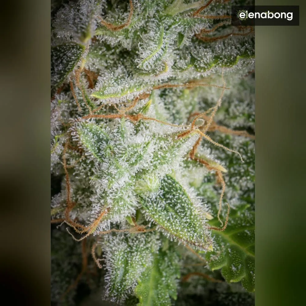 Auto Orange Sherbet FastBuds — фото 8