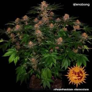 Auto Purple Punch Barney's Farm — фото 1