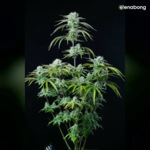 Auto Strawberry Banana FastBuds — фото 1