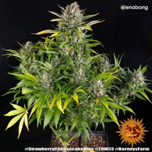 Auto Strawberry Cheescake Barney's Farm — фото 1