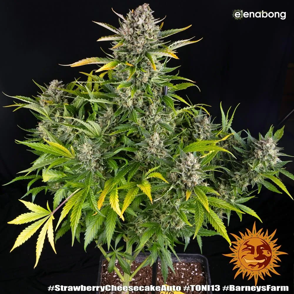 Auto Strawberry Cheescake Barney's Farm — фото 1