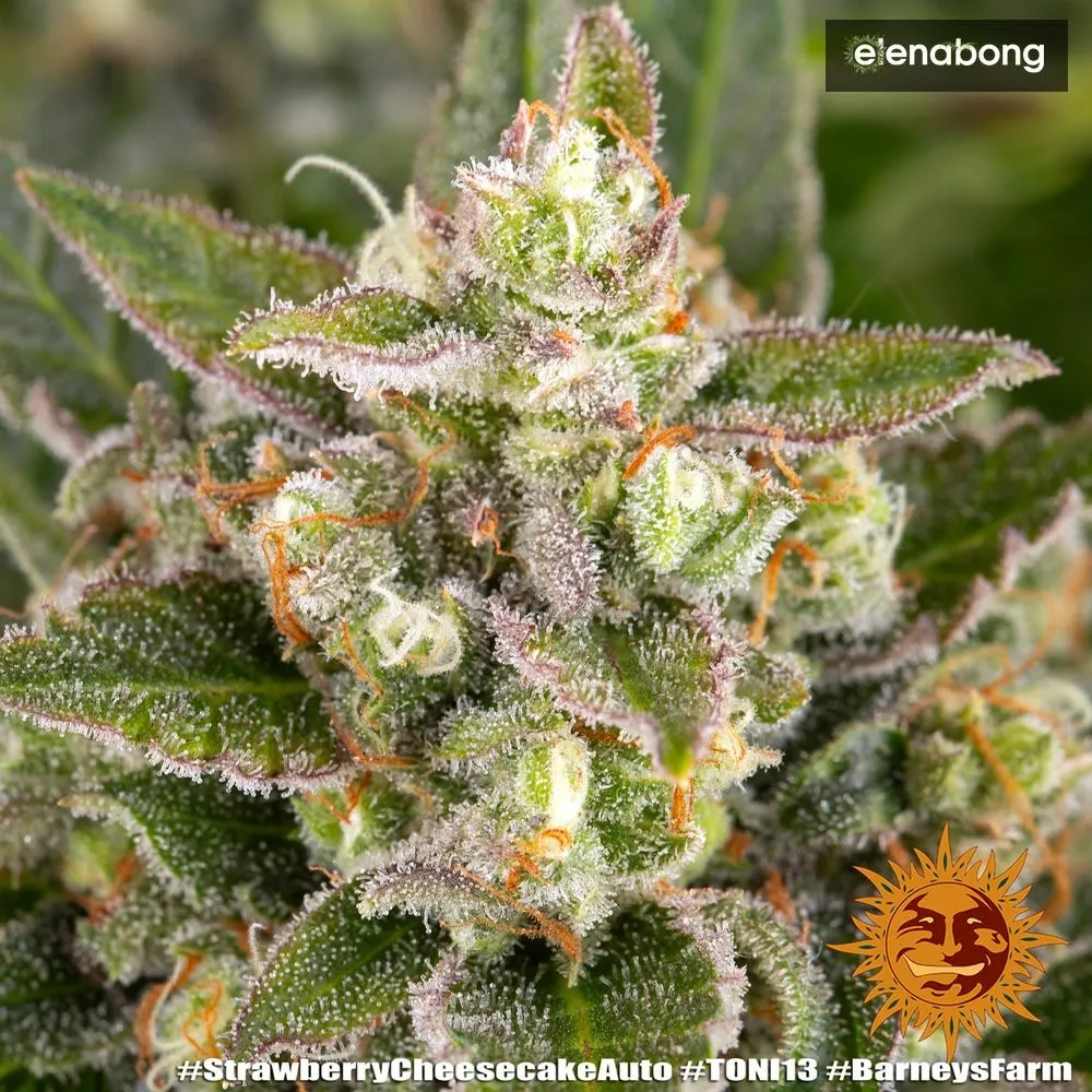 Auto Strawberry Cheescake Barney's Farm — фото 4