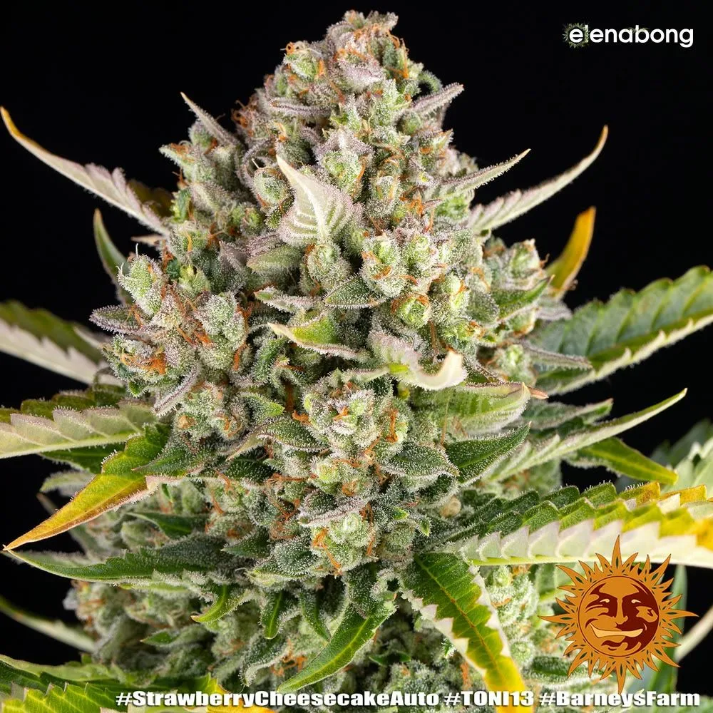 Auto Strawberry Cheescake Barney's Farm — фото 8