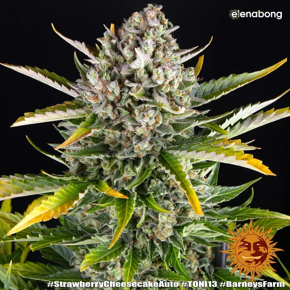 Auto Strawberry Cheescake Barney's Farm — фото 10