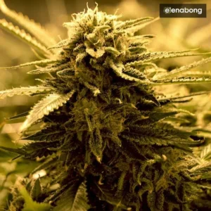 Auto Sugar Black Rose Delicious Seeds — фото 1
