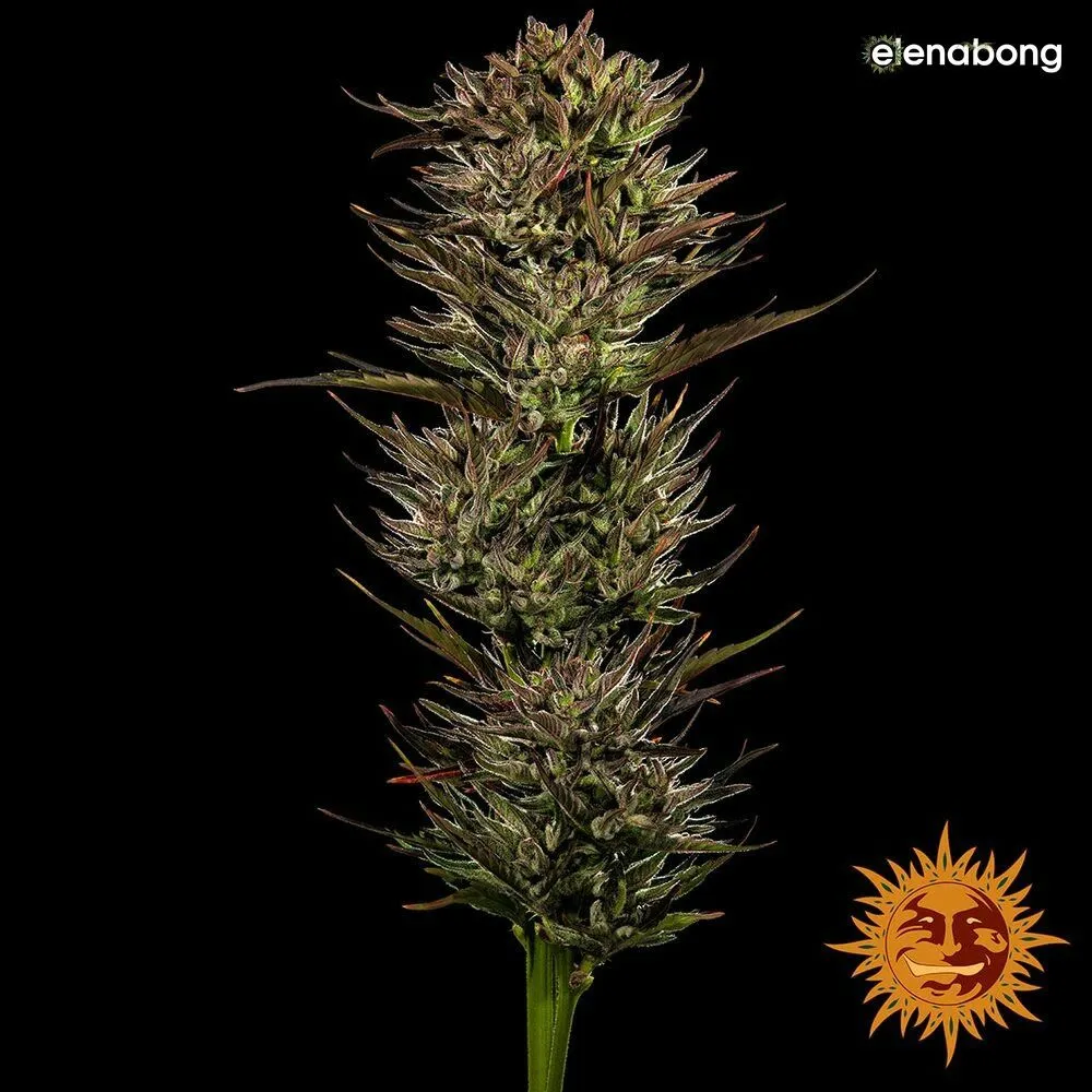 Auto Thin Mint Sour Pinot Barney's Farm — фото 1