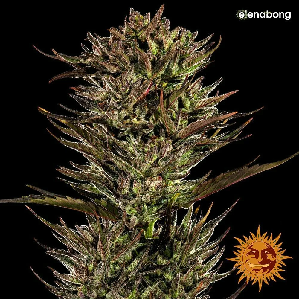 Auto Thin Mint Sour Pinot Barney's Farm — фото 2