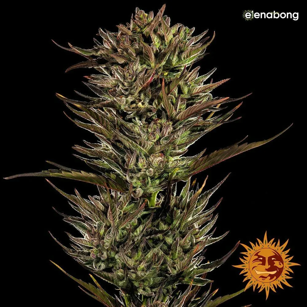 Auto Thin Mint Sour Pinot Barney's Farm — фото 3
