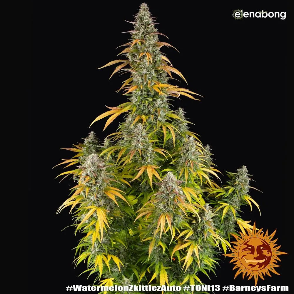 Auto Watermelon Zkittlez Barney's Farm — фото 1
