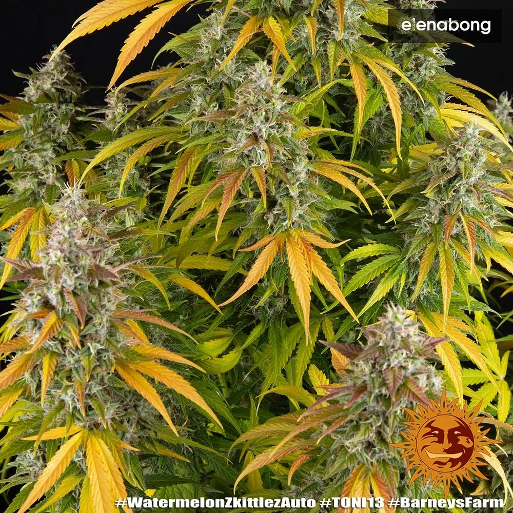 Auto Watermelon Zkittlez Barney's Farm — фото 2