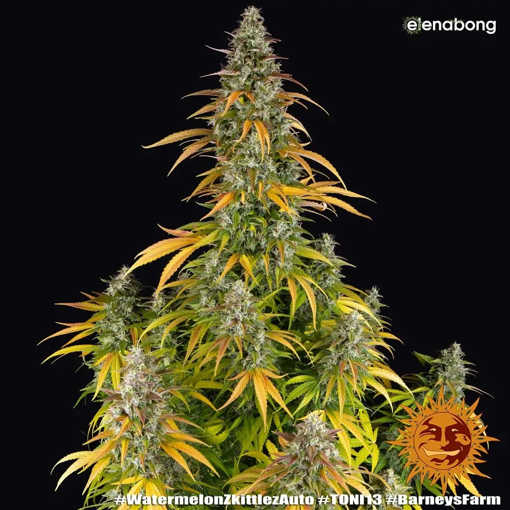 Auto Watermelon Zkittlez Barney's Farm — фото 5