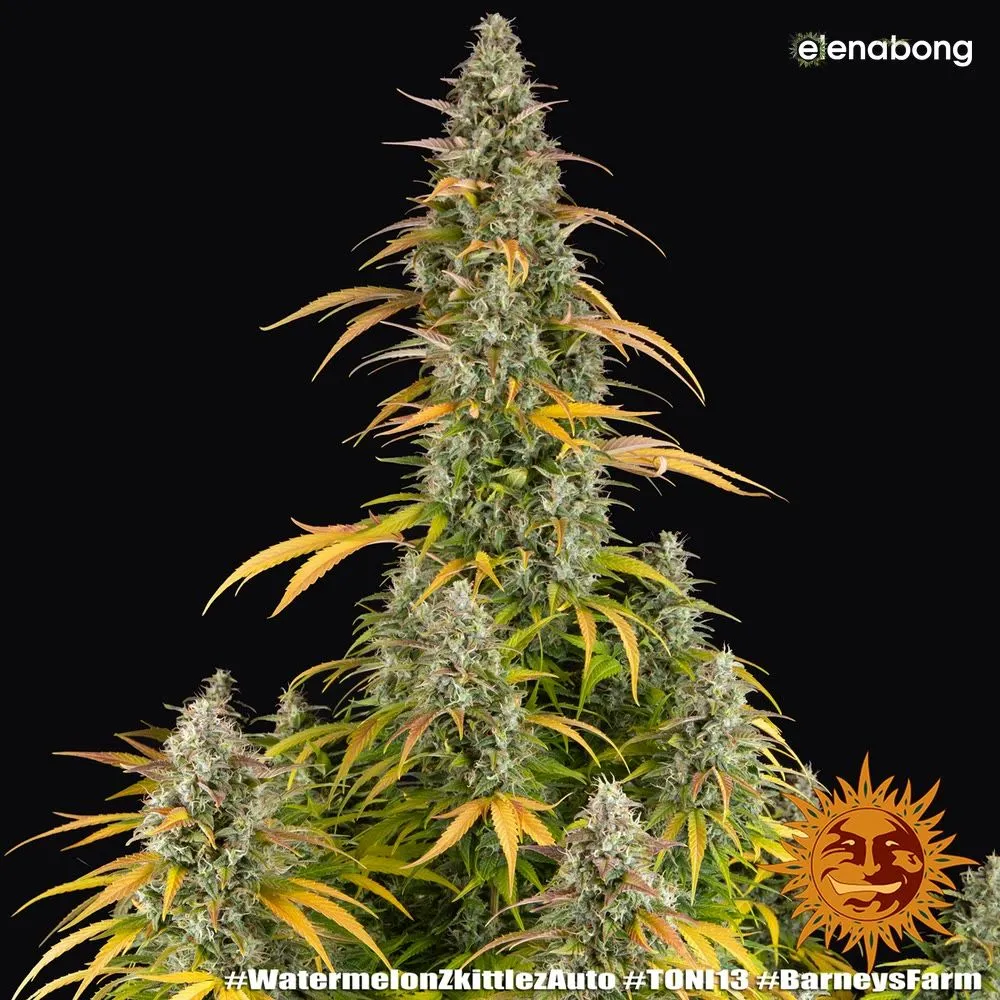 Auto Watermelon Zkittlez Barney's Farm — фото 7