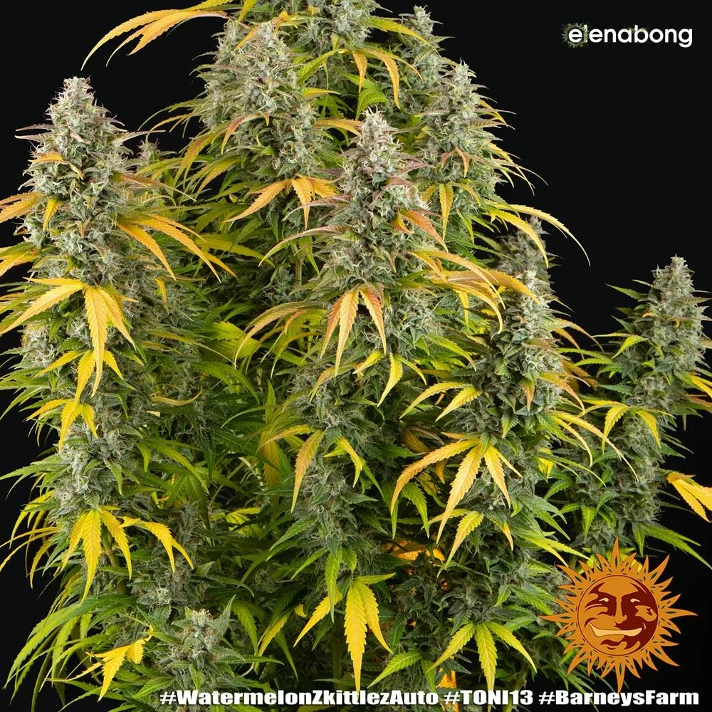 Auto Watermelon Zkittlez Barney's Farm — фото 8