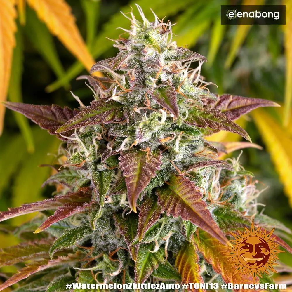 Auto Watermelon Zkittlez Barney's Farm — фото 10