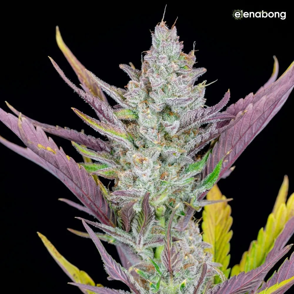 Auto Wedding Glue FastBuds — фото 5