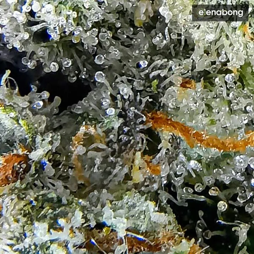 Cotton Candy Kush Delicious Seeds — фото 3