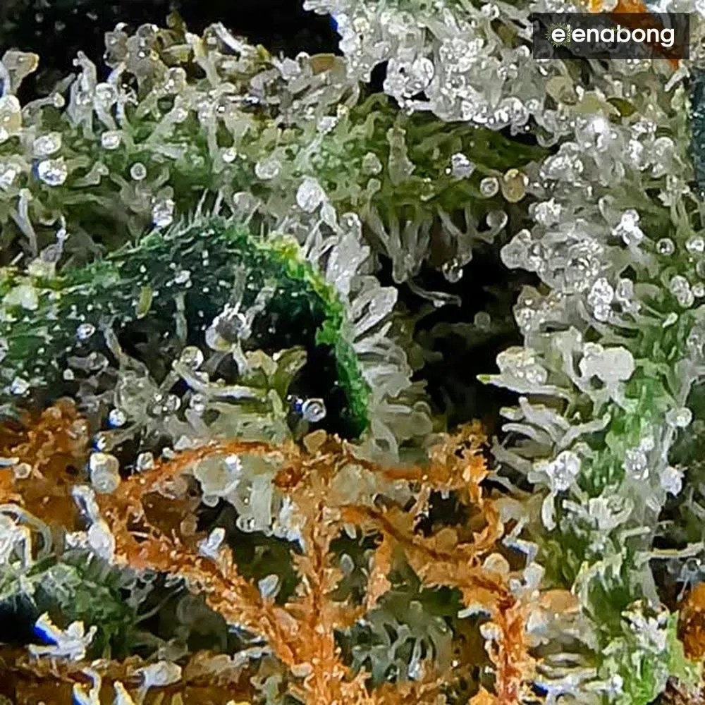 Cotton Candy Kush Delicious Seeds — фото 4