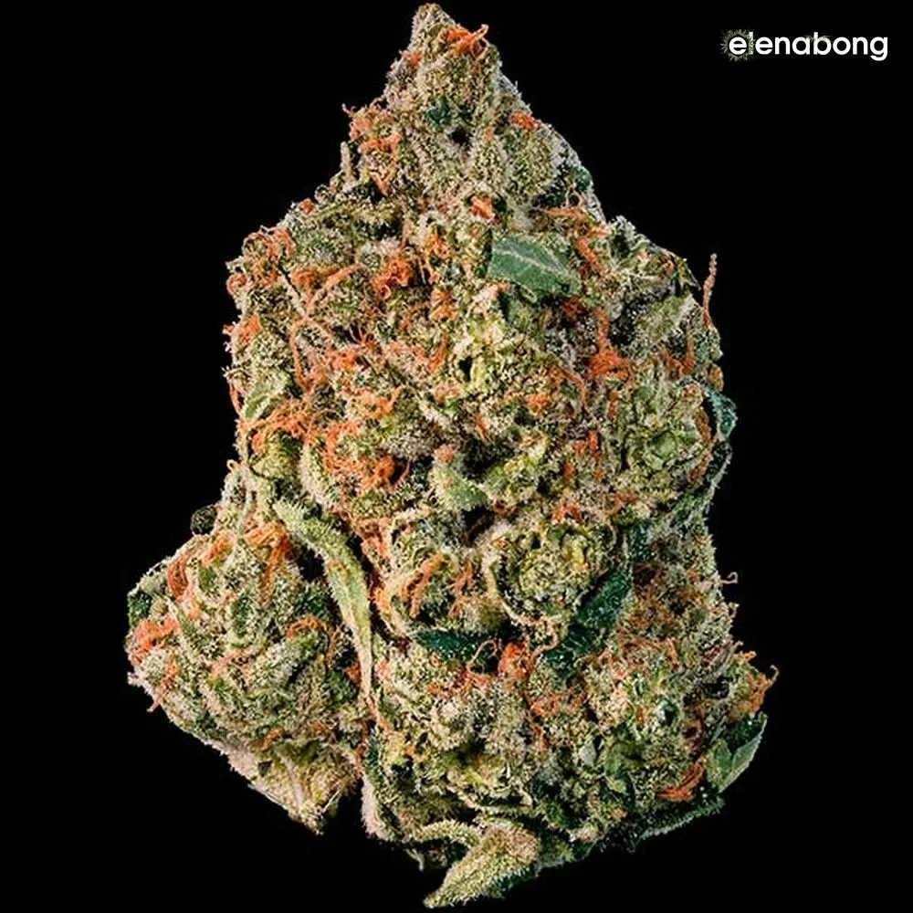 Cotton Candy Kush Delicious Seeds — фото 5
