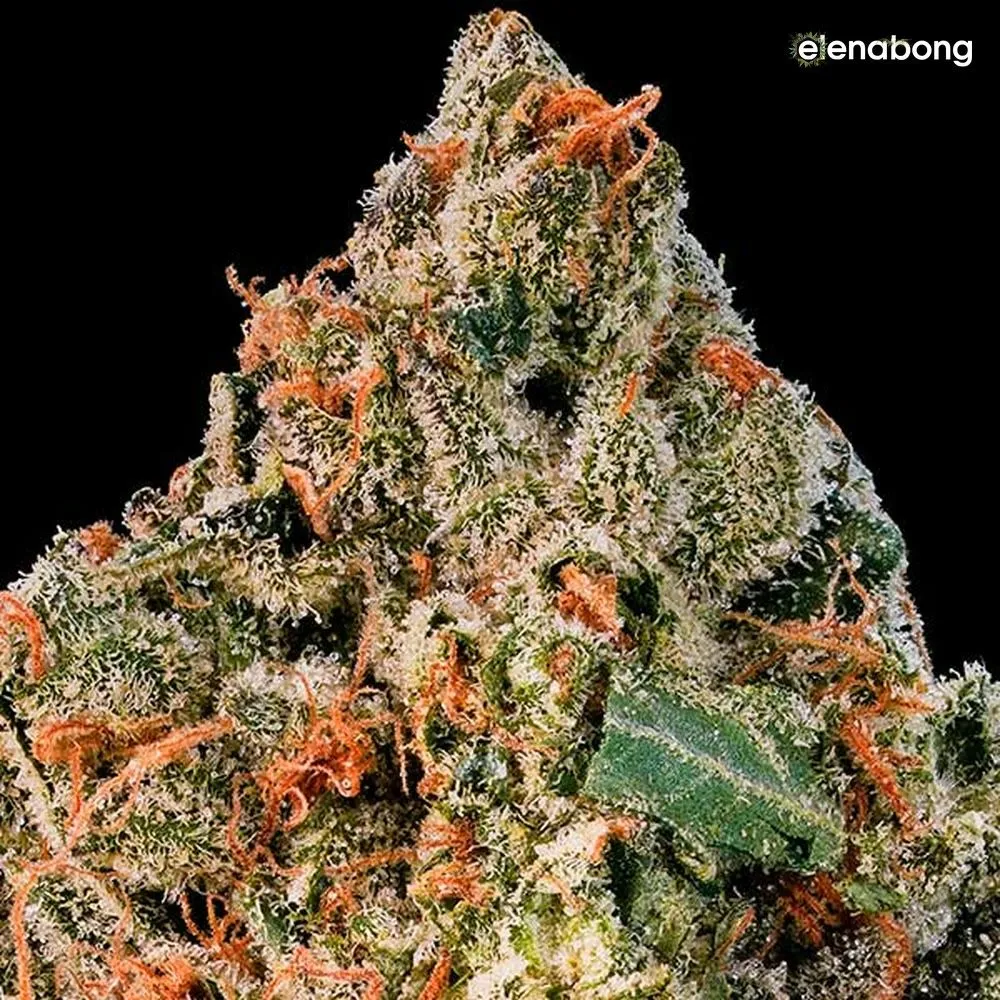 Cotton Candy Kush Delicious Seeds — фото 6