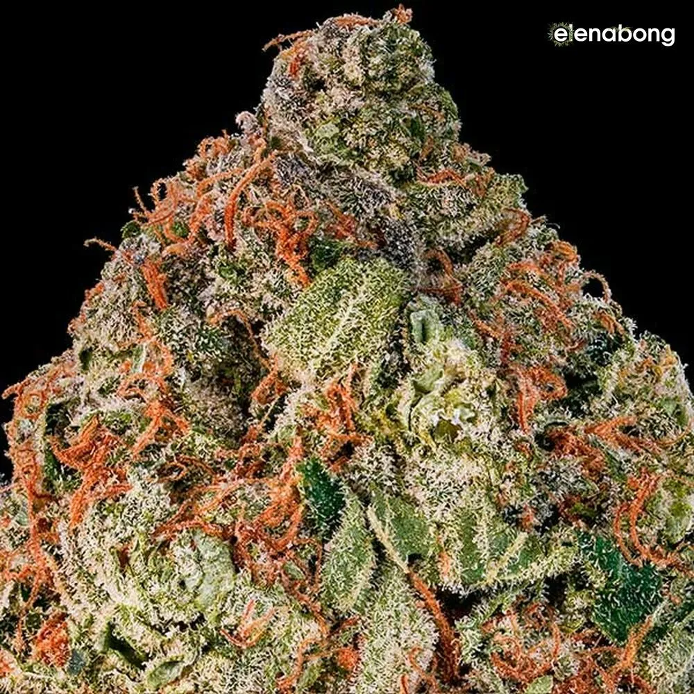 Cotton Candy Kush Delicious Seeds — фото 7