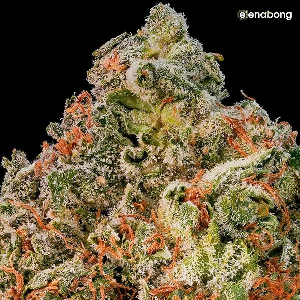 Cotton Candy Kush Delicious Seeds — фото 8