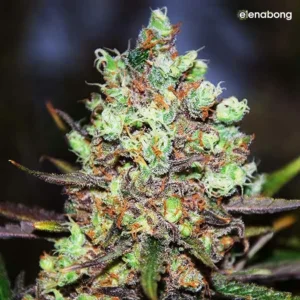 Cotton Candy Kush Early Version Delicious Seeds — фото 1