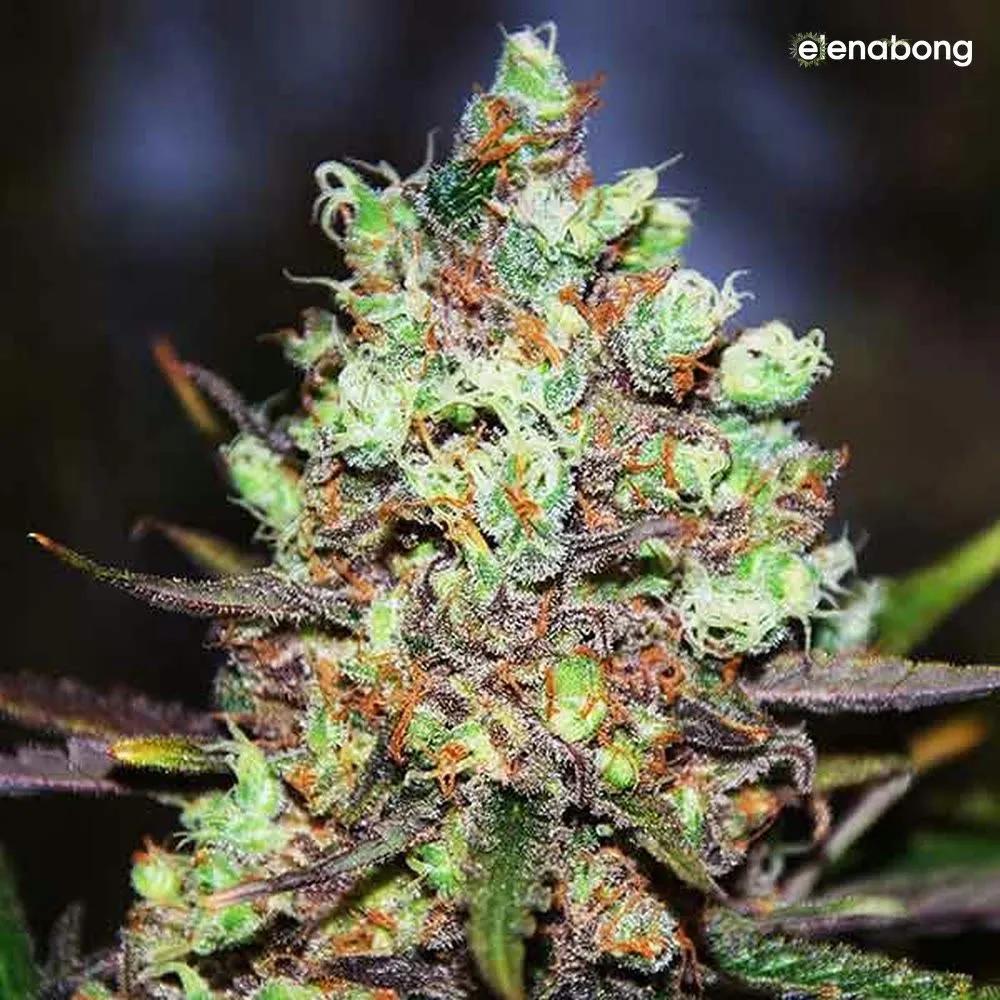 Cotton Candy Kush Early Version Delicious Seeds — фото 1