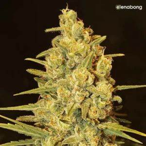 Critical Sensi Star Early Version Delicious Seeds — фото 1