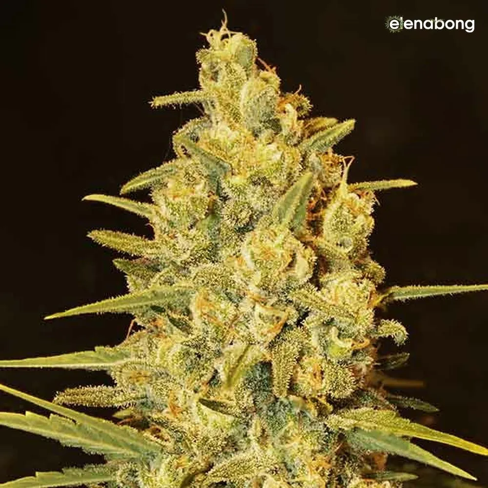 Critical Sensi Star Early Version Delicious Seeds — фото 1