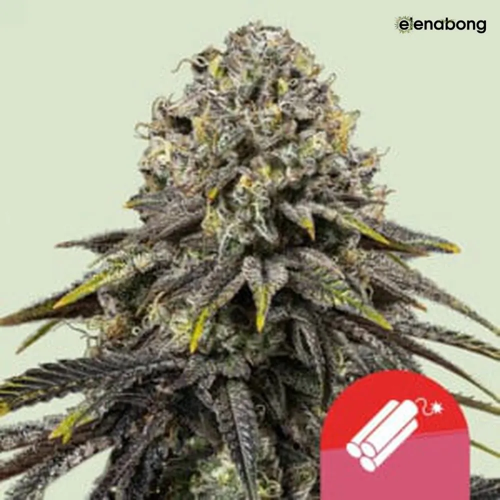 Dynamite Diesel Royal Queen Seeds — фото 1