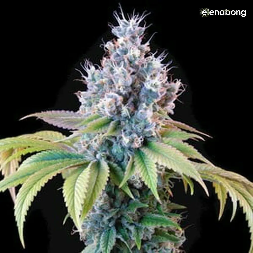Dynamite Diesel Royal Queen Seeds — фото 3