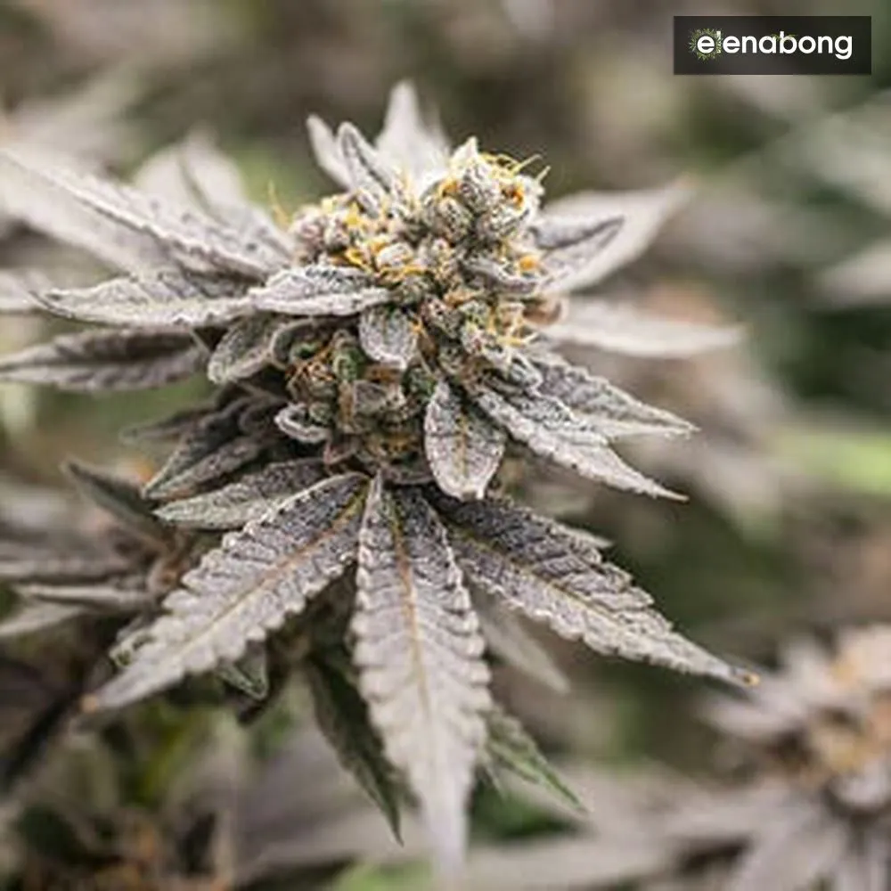 Dynamite Diesel Royal Queen Seeds — фото 4