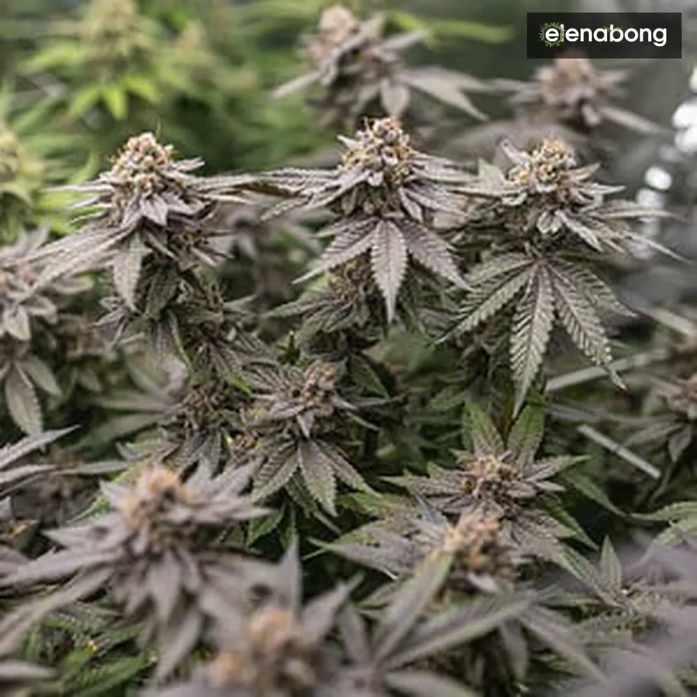 Dynamite Diesel Royal Queen Seeds — фото 5